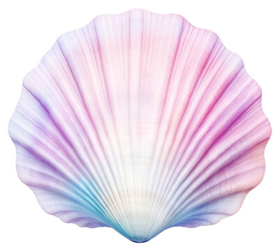 PNG Sea shell seashell clam white background.