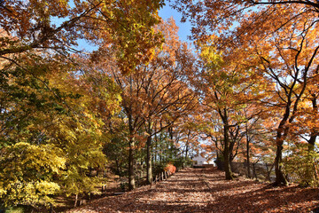 Naklejka premium 秋の紅葉と落ち葉、昼下がりの公園