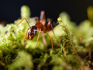 Macro photo of ant on green moss. Close up portrait of insect on dark background.
