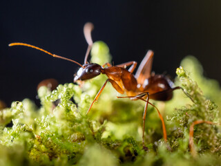Macro photo of ant on green moss. Close up portrait of insect on dark background.