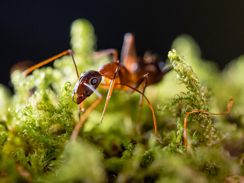 Macro photo of ant on green moss. Close up portrait of insect on dark background.