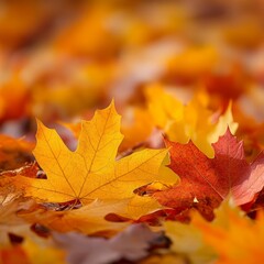 A vibrant display of autumn leaves in shades of yellow, orange, and red scattered on the ground.