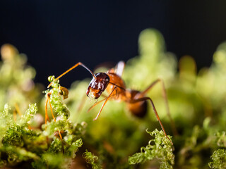 Macro photo of ant on green moss. Close up portrait of insect on dark background.