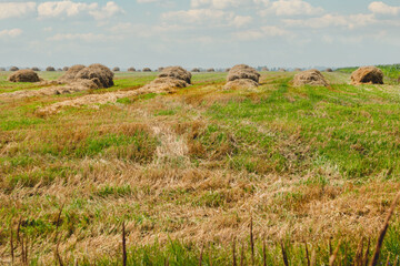 Obraz premium Hay collected in stacks on the field. Rural landscape in good weather. Countryside at summer or early autumn.