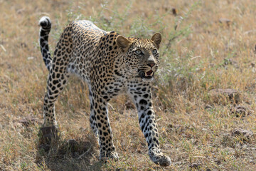 Leopard (Panthera Pardus) hunting. This leopard was hunting  in Mashatu Game Reserve in the Tuli Block in Botswana 