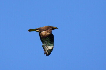 A bird of prey flies against the blue sky. The European honey buzzard (Pernis apivorus), also known...