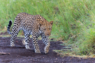 Leopard (Panthera Pardus) hunting. This leopard was hunting  in Mashatu Game Reserve in the Tuli Block in Botswana 