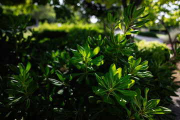 Lush green foliage in a sunlit garden with vibrant leaves on a summer day