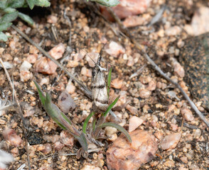 Observation of Sarata Caudellella Moth Among Colorado Vegetation in Natural Habitat