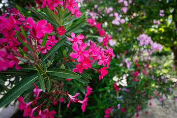 Obraz premium Beautiful pink flowers in a lush garden with green foliage
