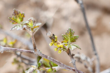 Satellite Fly From the Miltogramminae Subfamily on Native Flora on Colorado Natural Habitat