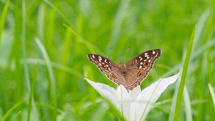 Delicate Butterfly on Green Blade of Grass for Nature and Wildlife Projects