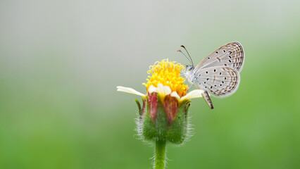 Delicate Butterfly on Green Blade of Grass for Nature and Wildlife Projects