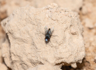 Satellite Flies Subfamily Miltogramminae Perched on a Rocky Surface in Colorado