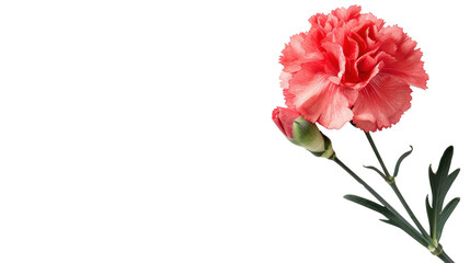 Obraz premium Carnation flower on transparent background
