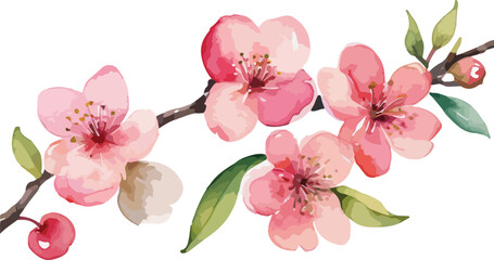 beautiful Watercolor flowers Simple Cherry Blossoms Branch, vector illustration © Rakirur