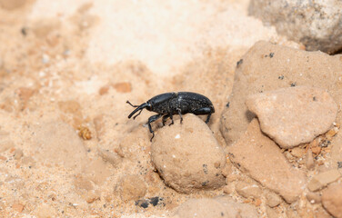 Sisal Weevil Scyphophorus Acupunctatus in a Colorado Natural Habitat