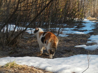cat in snow