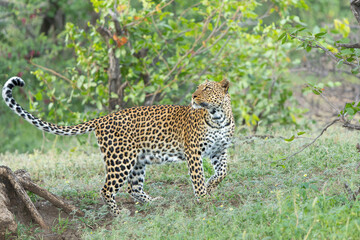 Leopard (Panthera Pardus) hunting. This leopard was hunting  in Mashatu Game Reserve in the Tuli Block in Botswana 