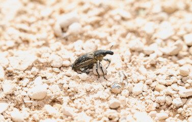 One of the Snout and Bark Beetles Superfamily Curculionoidea in Their Natural Habitat in Colorado