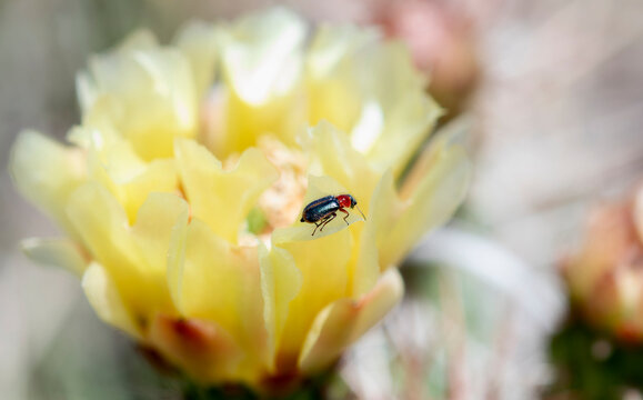 Soft Winged Flower Beetle Genus Collops on a Blooming Cactus Flower in Colorado