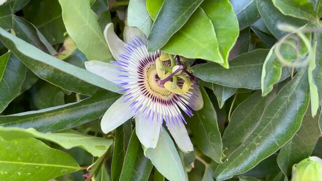 pippo pippo ippo pippo. High quality 4k footage