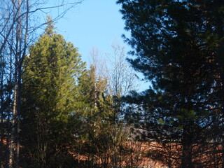 trees in the autumn forest