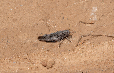 Speckle Winged Rangeland Grasshopper Arphia conspersa in Colorado