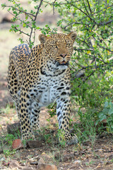 Leopard (Panthera Pardus) hunting. This leopard was hunting  in Mashatu Game Reserve in the Tuli Block in Botswana 