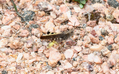 Speckle Winged Rangeland Grasshopper Arphia conspersa Found Among Rocky Soil in Colorado