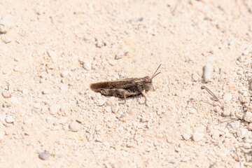 Speckled Winged Rangeland Grasshopper Arphia conspersa on Colorado Soil