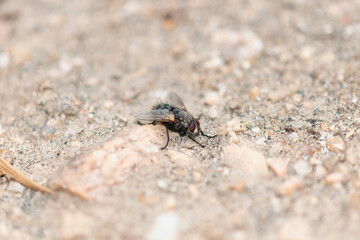 Spiny Tachina Fly Paradejeania rutilioides Perched on a Rock in Colorado