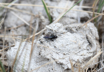 Square Headed Wasp In Colorado Perched on a Rock