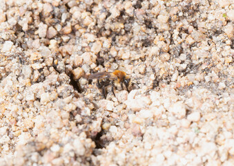 Andrena Mining Bee Laying Eggs in Sandy Soil in Colorado