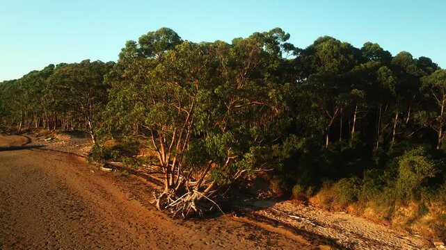 Arbol tropiccal sobre la playa