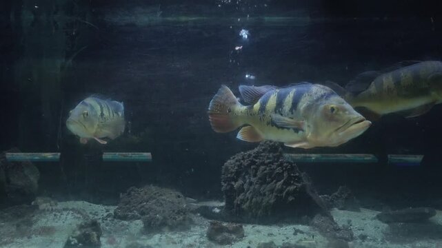Cichla monoculus, sometimes known as the tucanare peacock bass or toukounar&eacute;, is a very large species of cichlid, and a prized game fish.
