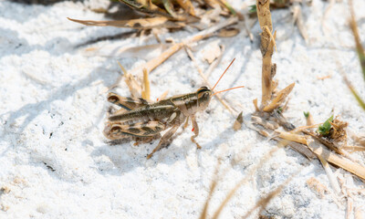 A Thistle Grasshopper Aeoloplides turnbulli in Colorado Natural Environment