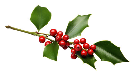 PNG Christmas mistletoe cherry plant leaf.