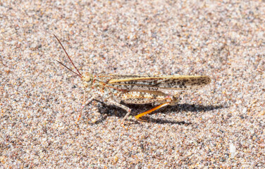 Toothed Field Grasshopper Trimerotropis Agrestis Ssp Barnumi Perched on Sandy Ground in Colorado