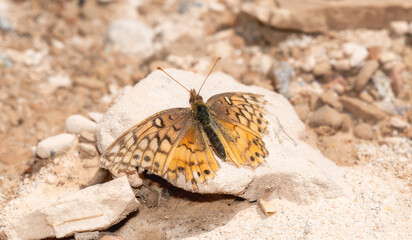 Variegated Fritillary Euptoieta claudia Butterfly Perched on Rocky Ground in Colorado