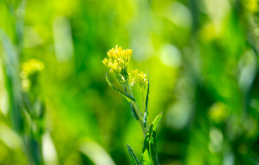 Water Ragwort Senecio Hydrophilus Blooms Under Bright Sunshine in a Lush Colorado Environment