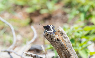 Weidemeyer’s Admiral Limenitis weidemeyerii Butterfly Perched on a Branch in Colorado’s Natural Habitat