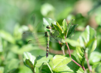 Fototapeta premium Western Pondhawk Erythemis collocata Dragonfly Perched on Green Leaves in Colorado