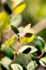 Fototapeta premium Western Snowberry Symphoricarpos occidentalis Blossoming in Colorado Natural Landscape 