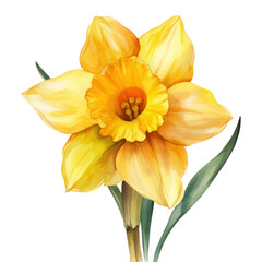 Fototapeta premium PNG Watercolor flower daffodil plant inflorescence.