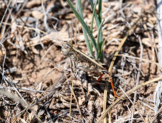 White Whiskered Grasshopper Ageneotettix deorum in Colorado Natural Habitat During Late Spring