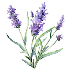 PNG Watercolor flower lavender blossom plant.