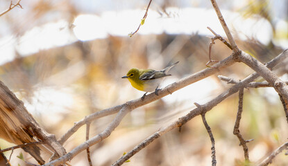 Yellow Throated Vireo (Yellow Throated Vireo) Perched on Branches in Colorado