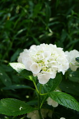white flower hydrangea in the garden 