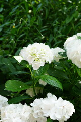 white flower hydrangea in the garden 